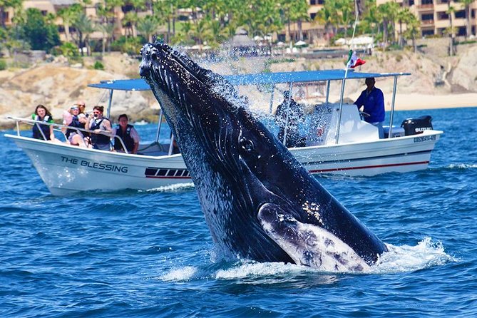 SMALL GROUP Whale Watch | Cabo San Lucas | Biologist | FREE Pics - Responsible whale watching, plus the second-tour guarantee in peak season