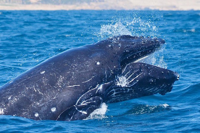 SMALL GROUP Whale Watch | Cabo San Lucas | Biologist | FREE Pics - Who should book this Cabo whale watch, and who might skip it?