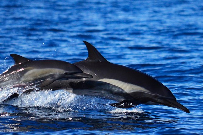 SMALL GROUP Whale Watch | Cabo San Lucas | Biologist | FREE Pics - FAQ