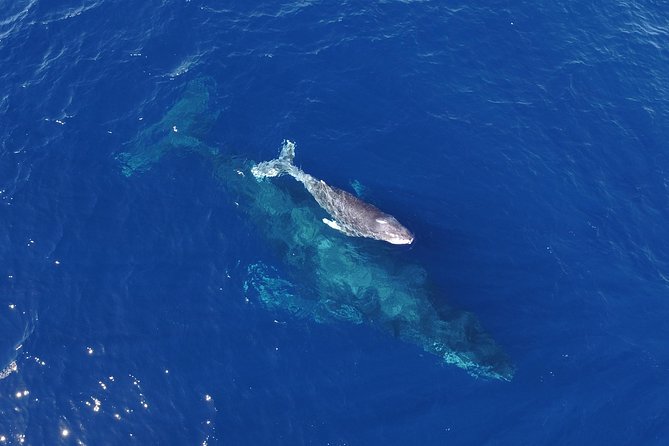 SMALL GROUP Whale Watch | Cabo San Lucas | Biologist | FREE Pics - Out past the bay for whales in either the Sea of Cortez or the Pacific