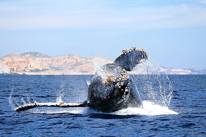 Small-Group Whale Watching Zodiac Boat Cruise in Cabo San Lucas - El Arco at Cabo San Lucas: the quick landmark stop before the whale chase