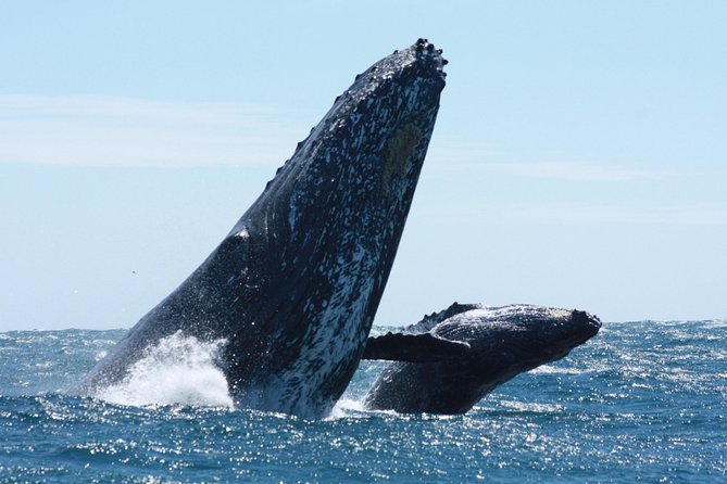 Small-Group Whale Watching Zodiac Boat Cruise in Cabo San Lucas - Marine biologist talks: turning a sighting into a real explanation
