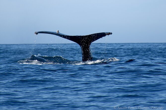Small-Group Whale Watching Zodiac Boat Cruise in Cabo San Lucas - Small-group comfort and safety in choppy Cabo water