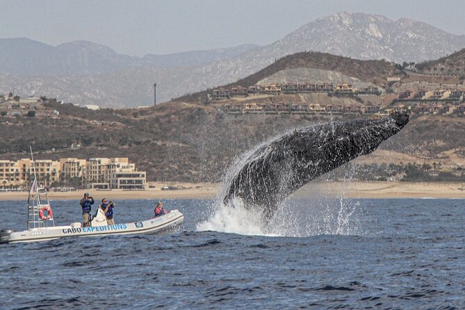 Small-Group Whale Watching Zodiac Boat Cruise in Cabo San Lucas - Meeting point at CaboMarina and how the timing works