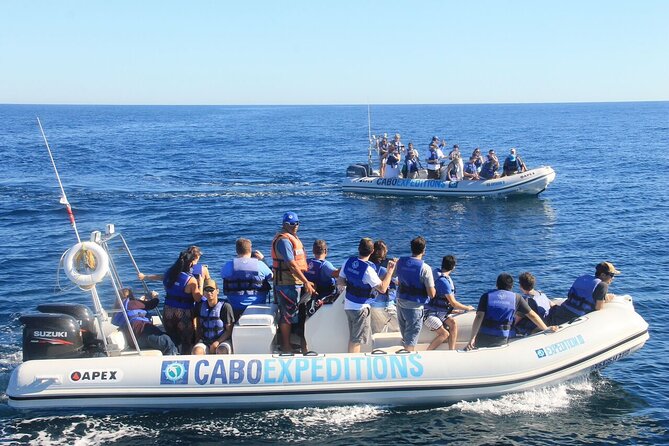 Small-Group Whale Watching Zodiac Boat Cruise in Cabo San Lucas - Who this Zodiac whale watch is best for (and who should rethink it)