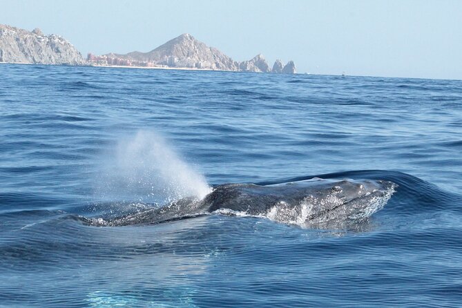 Small-Group Whale Watching Zodiac Boat Cruise in Cabo San Lucas - Should you book this Cabo San Lucas whale watching Zodiac cruise?