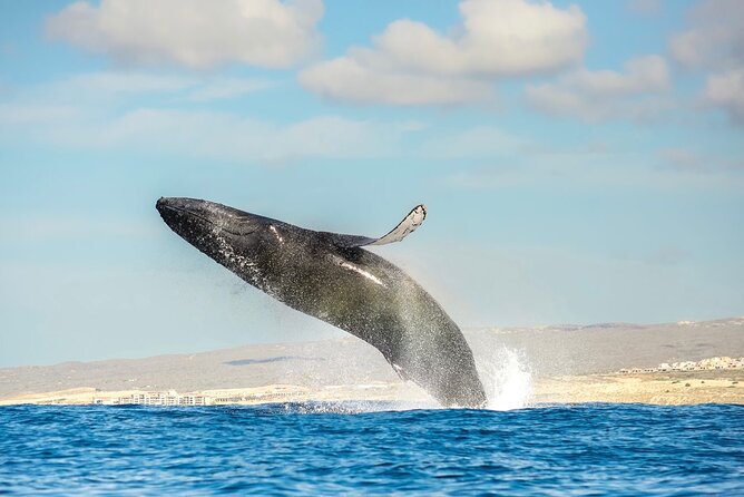Small-Group Whale Watching Zodiac Boat Cruise in Cabo San Lucas - The Sea of Cortez route and what whales you might actually spot