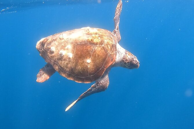 Snorkel Privately in Cabo San Lucas - Cabo snorkeling with coastline stops, not just one reef