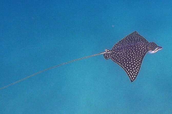 Snorkel Privately in Cabo San Lucas - Wildlife and snorkeling: fish, turtles, rays, and sometimes whales