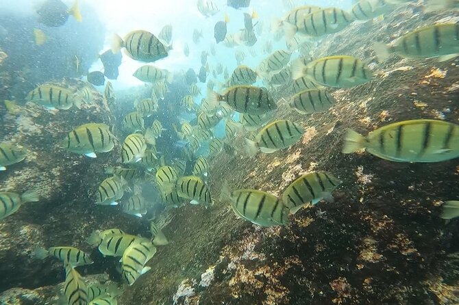 Snorkel Privately in Cabo San Lucas - Price and worth: who should book this snorkeling tour
