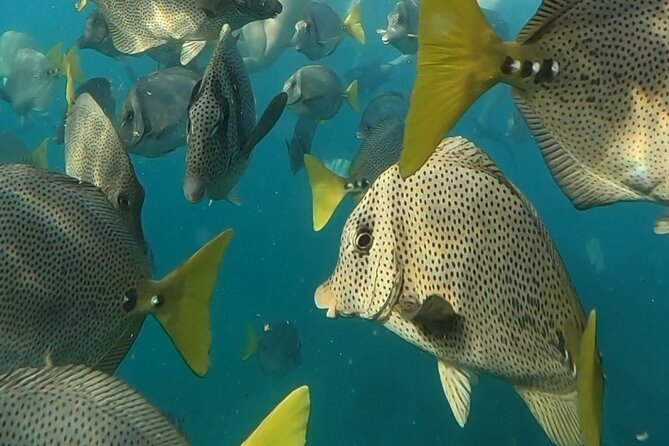 Snorkel & Sunset Sail in Cabo San Lucas - Snorkeling Gear, Fit Checks, and What You Can Do on Your End