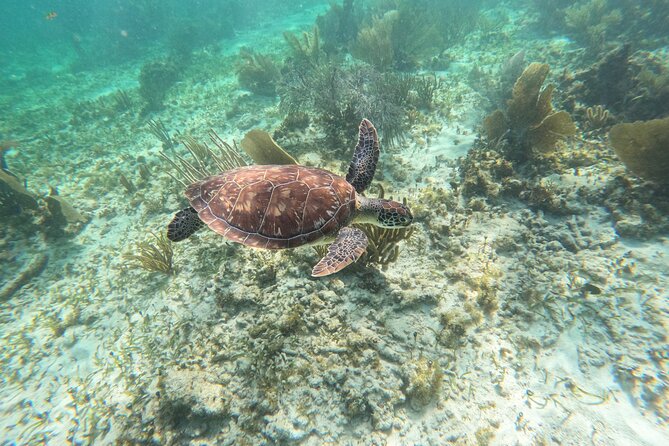 Snorkeling Guided Activity in Puerto Morelos Mexico - Meeting at Faro Inclinado: What the Start Feels Like in Real Life