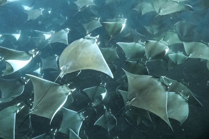 Snorkeling Open Ocean Wildlife Safari in Los Cabos with Photos Included - The Open-Ocean Wildlife Safari: What You Can Actually Hope For