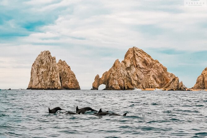 Snorkeling Open Ocean Wildlife Safari in Los Cabos with Photos Included - When You Gear Up: Snorkeling in Open Water (Not a Shore Stop)