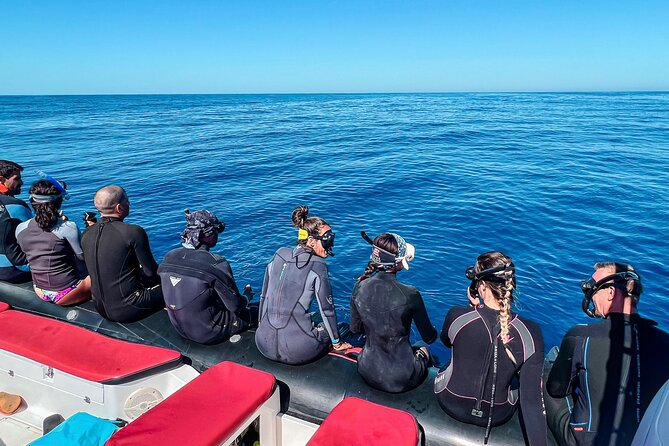 Snorkeling Open Ocean Wildlife Safari in Los Cabos with Photos Included - Small Group Size Changes the Experience You Actually Feel