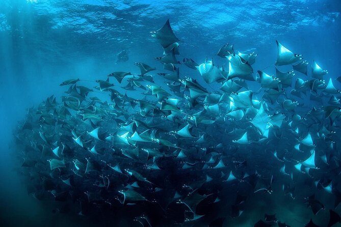 Snorkeling Open Ocean Wildlife Safari in Los Cabos with Photos Included - Photos and Videos: Included, but Watch the Finish