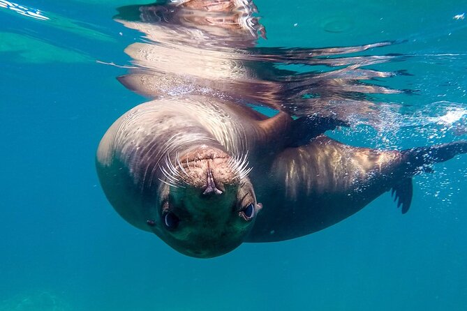 Snorkeling Open Ocean Wildlife Safari in Los Cabos with Photos Included - Cabo Landmarks From the Boat, and Why the Story Matters