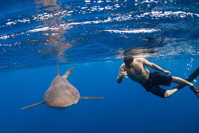 Snorkeling or Swimming with Sharks in Cabo San Lucas - Key things to know before you book this shark snorkeling tour