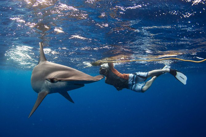 Snorkeling or Swimming with Sharks in Cabo San Lucas - Cabo Shark Snorkeling in Cabo San Lucas, Why the Sea of Cortez Is the Star