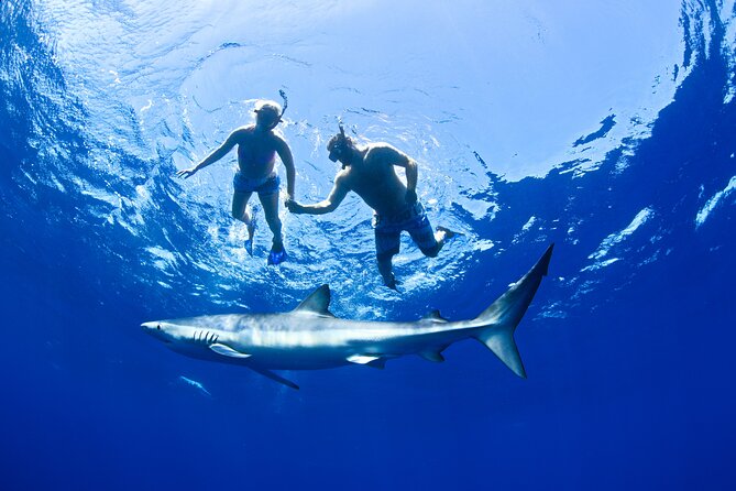 Snorkeling or Swimming with Sharks in Cabo San Lucas - The pre-water briefing and safety rules that matter (yellow, shiny jewelry, and more)
