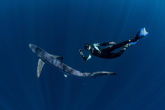 Snorkeling or Swimming with Sharks in Cabo San Lucas - El Arco and sea lions, how the sightseeing fits the shark part