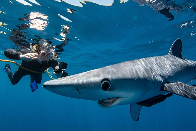 Snorkeling or Swimming with Sharks in Cabo San Lucas - Swimming with pelagic sharks, what it feels like and how it really works