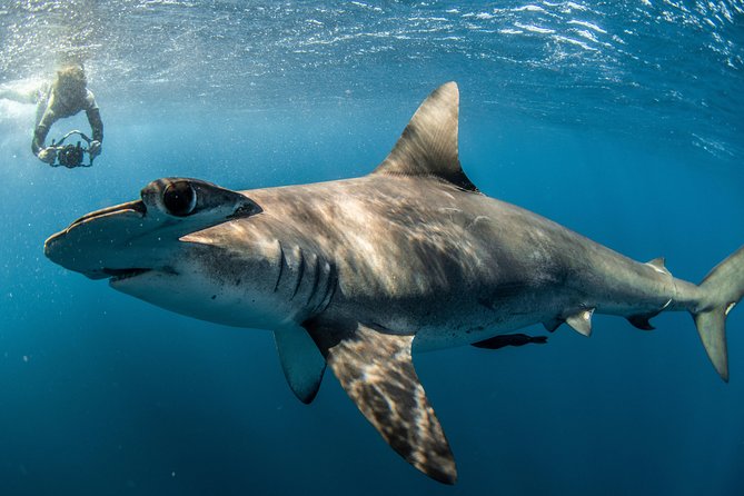 Snorkeling or Swimming with Sharks in Cabo San Lucas - Underwater photos plus snacks and water, the “small stuff” that makes the trip easier