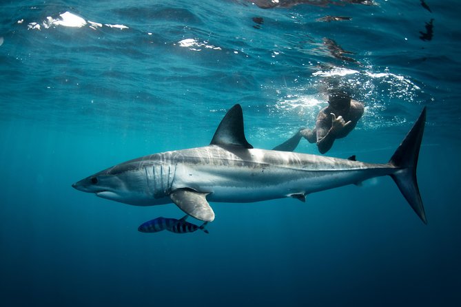 Snorkeling or Swimming with Sharks in Cabo San Lucas - Where the tour starts at the marina dock, and what that means for your day