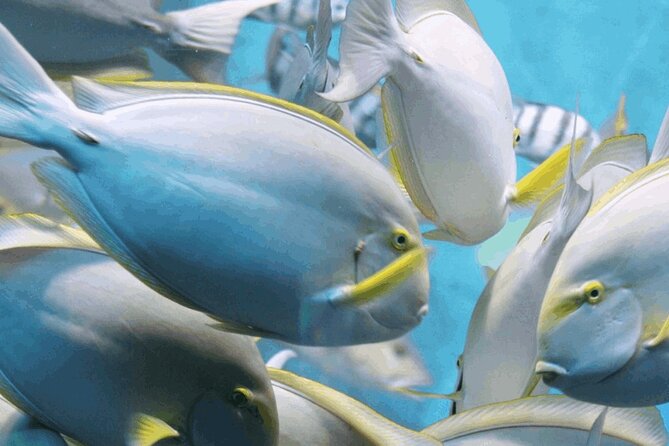 Snorkeling Tour at Land's End in Cabo San Lucas - Key things to know before you go