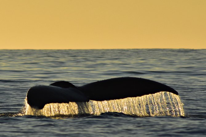 Sunset Whale Cruise in Cabo San Lucas - Cabo Trek check-in and the 5:00 pm sunset timing