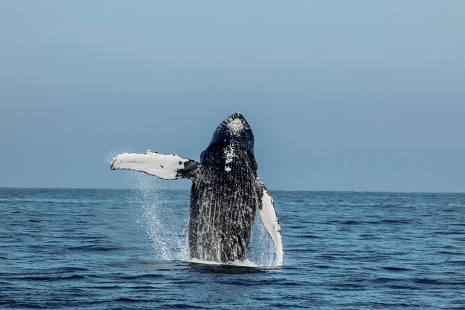 Sunsets and Whales Mega Yachts ALL INCLUSIVE: Puerto Vallarta - Open premium bar plus snack service, and how it really feels on board
