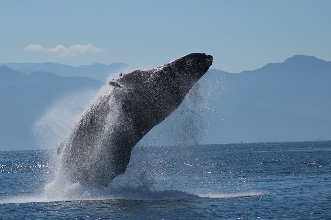Sunsets and Whales Mega Yachts ALL INCLUSIVE: Puerto Vallarta - Bay of Banderas: where humpbacks show up and why it matters