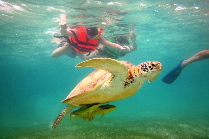 Swim with sea turtles - Akumal Sea Turtles: Why This Spot Works
