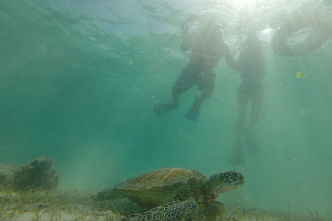 Swim with sea turtles - What You’ll See Underwater: Turtles Plus the Whole Cast