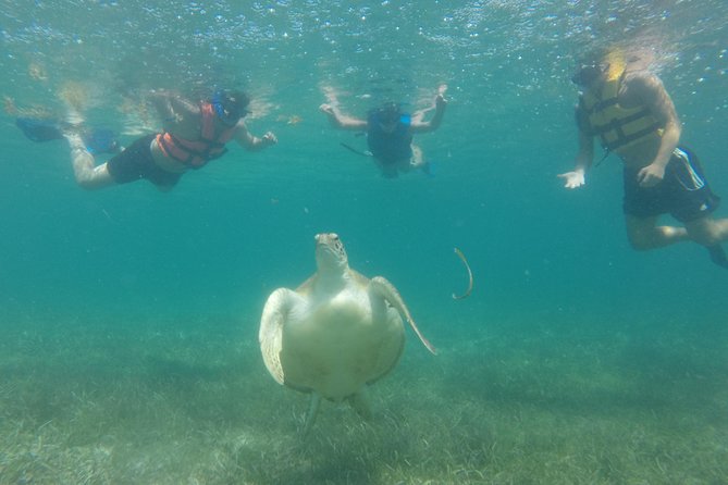 Swim with sea turtles - Gear, Amenities, and What to Bring