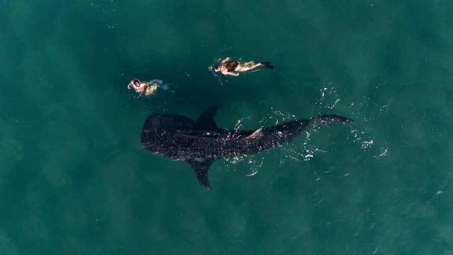 Swim with Whale Sharks in La Paz - Entering The Whale Shark Area From the Fiscal Dock