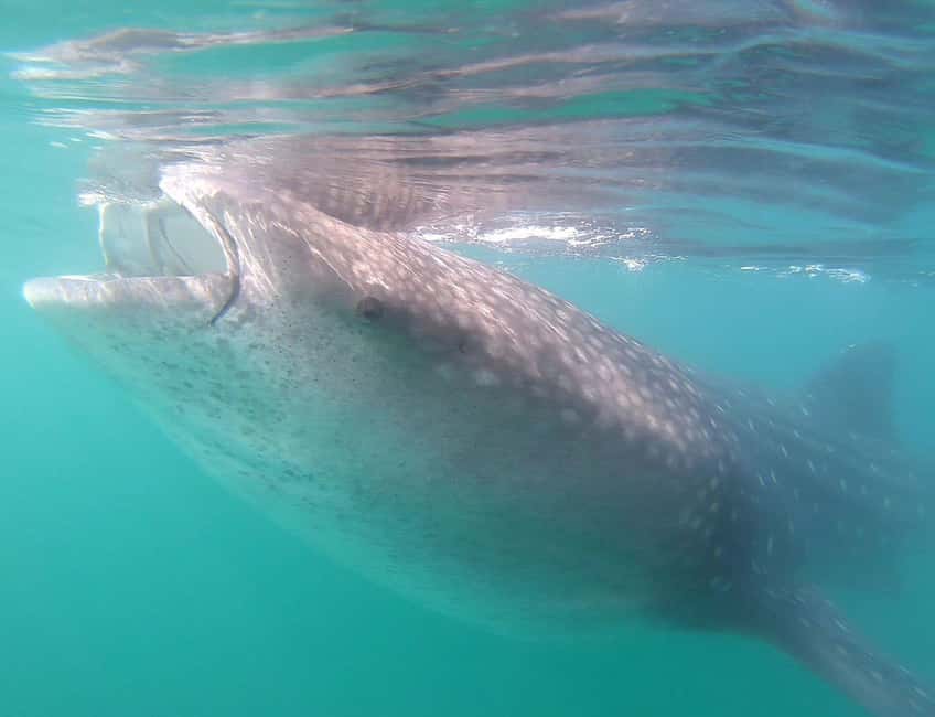 Swim with Whale Sharks in La Paz - Why El Mogote Draws Whale Sharks Near La Paz