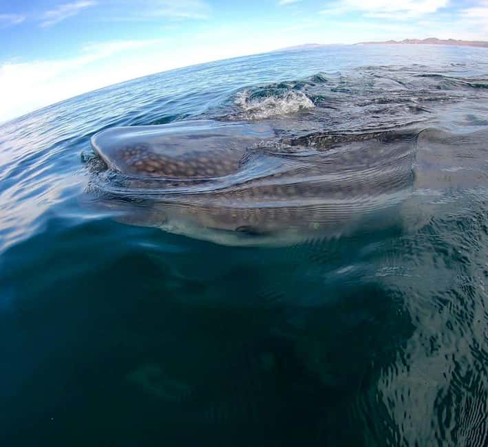 Swim with Whale Sharks in La Paz - What to Bring (and One Practical Comfort Note)