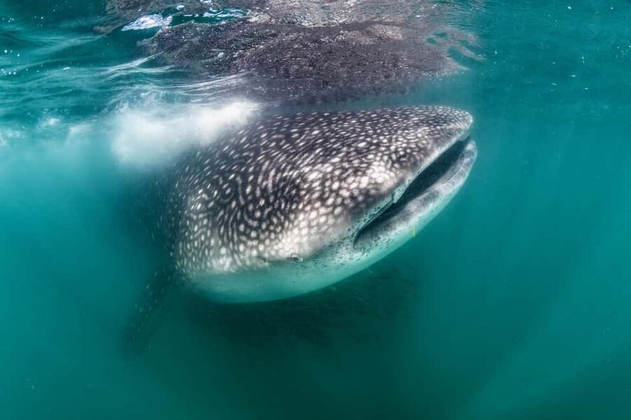 Swim with Whale Sharks in La Paz - Your 3-Hour Game Plan, From Spotting to Snorkel Time