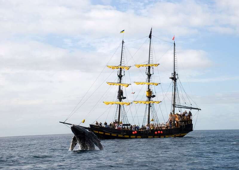 Thar She Blows! Whale Watching Pirate Cruise - Key things you will remember