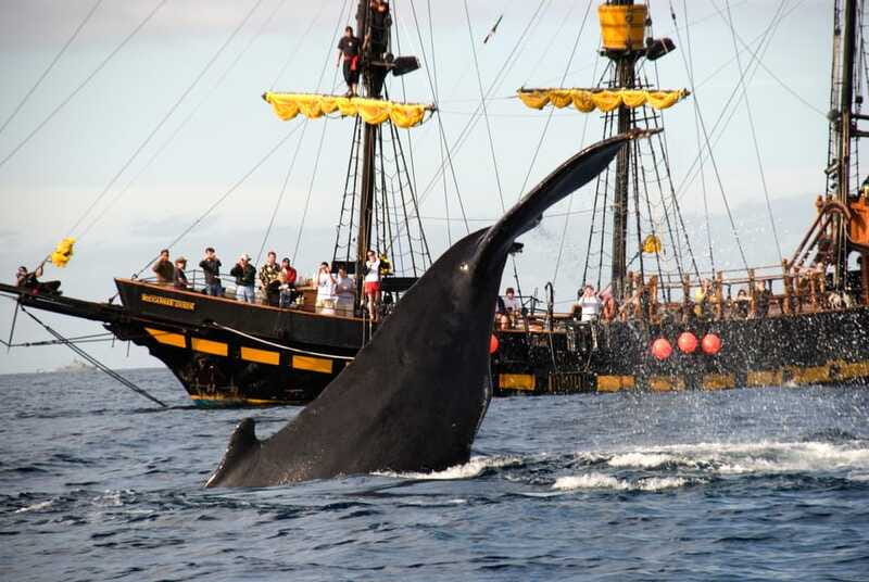 Thar She Blows! Whale Watching Pirate Cruise - Price value: what $99 buys you, and what costs extra