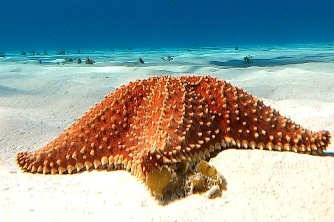The Cozumel Turtle Sanctuary Snorkel Tour - Snorkeling gear, towels, and what you should bring