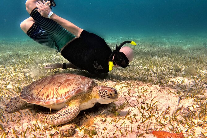 The Cozumel Turtle Sanctuary Snorkel Tour - The 4-hour plan: reefs, turtles, and two famous sandbank stops