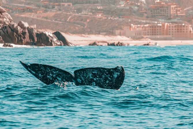 The Finest Private Yacht Experience in Cabo - FAQ