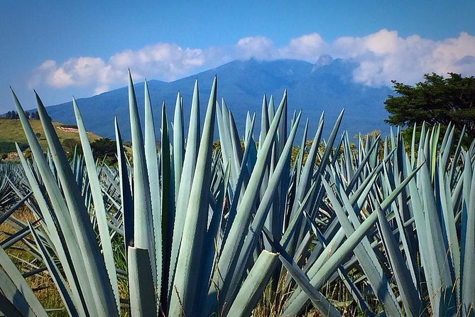 The Fire TOUR - Pyramids, Volcanoes, Agaves & Tequila - Destilería La Alborada: From Cooked Agave to Fermentation, Distillation, and Tasting