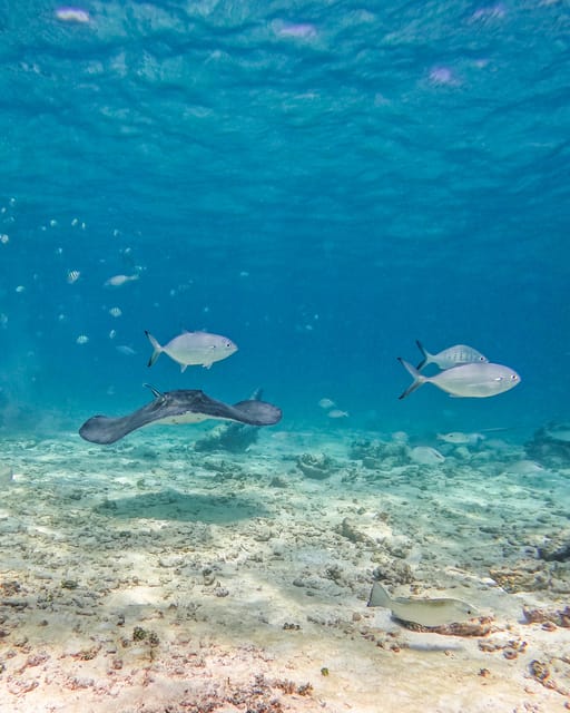 Tulum: 2-Hour Snorkeling in Two Spots of Tulum's Reef - Snorkel comfort, safety, and who should book