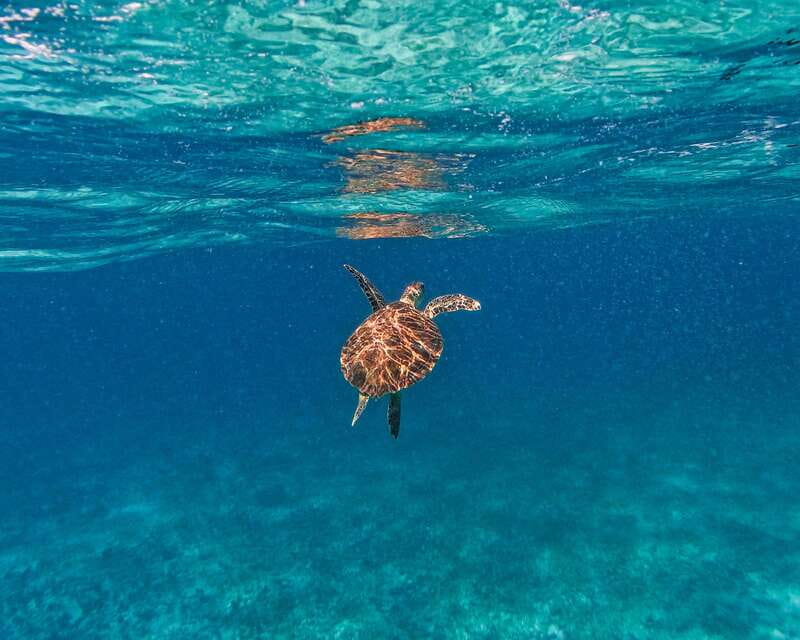 Tulum: 2-Hour Snorkeling in Two Spots of Tulum's Reef - Price and value: what you pay and what you still need