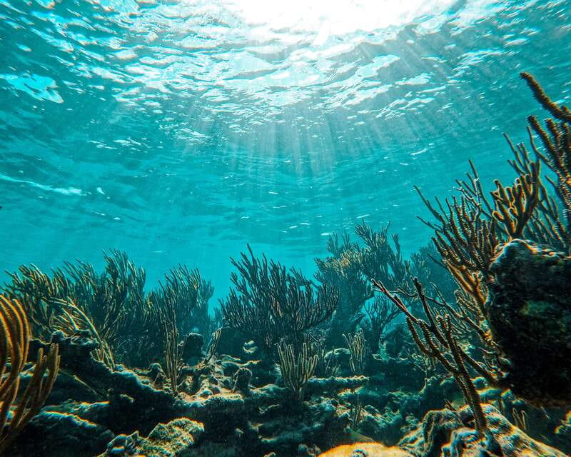 Tulum: 2-Hour Snorkeling in Two Spots of Tulum's Reef - Practical tips that make a difference on this exact outing