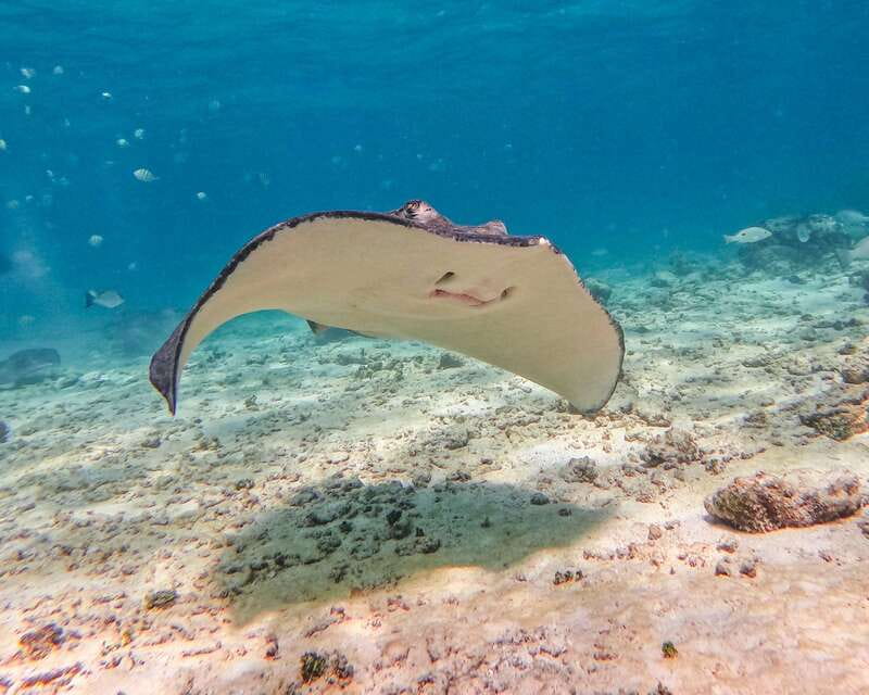 Tulum: 2-Hour Snorkeling in Two Spots of Tulum's Reef - Should you book this Tulum 2-spot snorkeling tour?