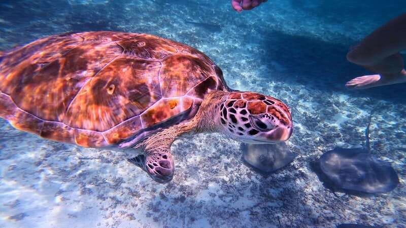 Tulum: 2-Hour Snorkeling in Two Spots of Tulum's Reef - Boat ride with Mayan ruins views: the warm-up before snorkeling